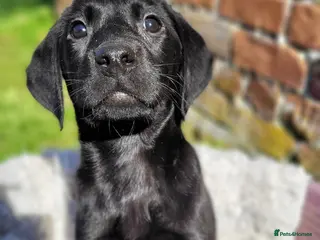 Labrador Retriever dogs KC Registered Labradors DNA Tested Hip Scored - Advert 1