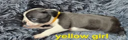 Boston Terrier dogs for sale: ⭐️KC registered beautiful Boston terrier puppies - Advert 9