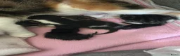 Mixed Breed cats for sale: 4 beautiful playful kittens for sale  - Advert 7