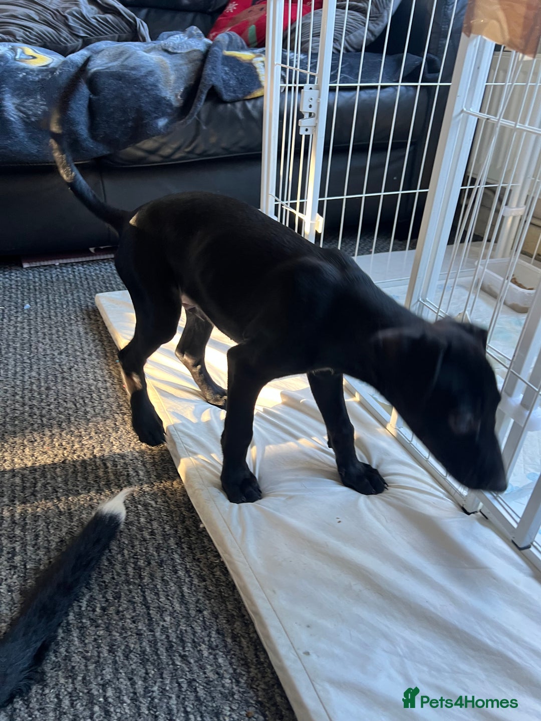 Mixed Breed dogs for sale: Beautiful female Manchester terrier cros lurcher - Advert 3