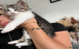 Mixed Breed cats for sale: 2 kittens  - Image 3