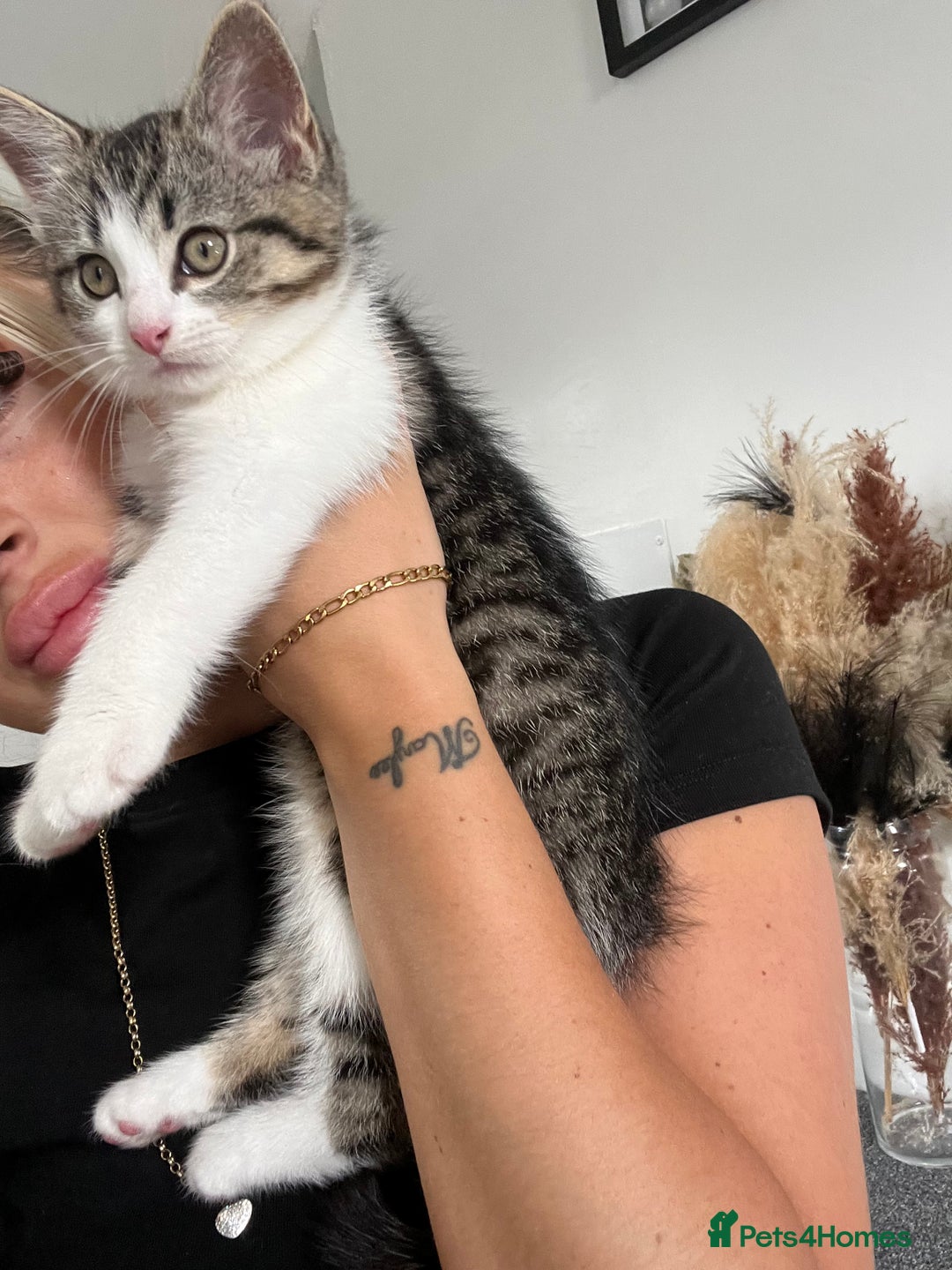 Mixed Breed cats for sale: 2 kittens  - Image 3