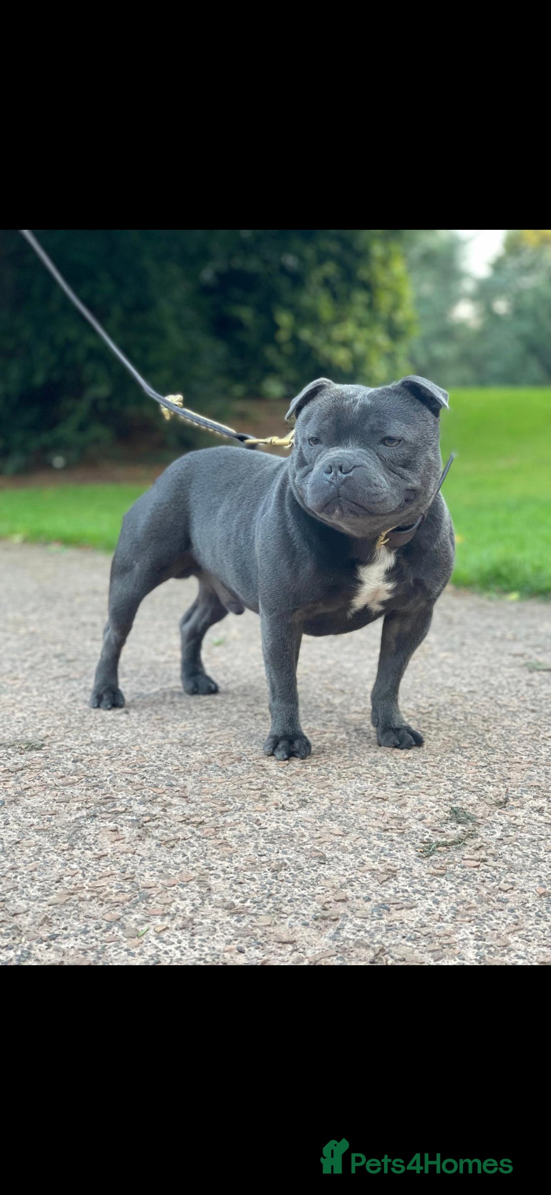 Staffordshire Bull Terrier dogs for sale: BEAUTYFULL BLUE STAFFY PUPPIES 💙 READY TO LEAVE - Image 9