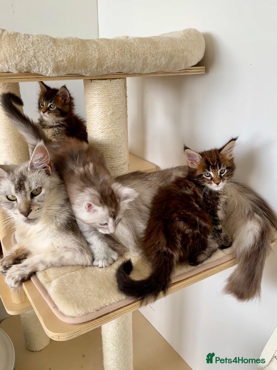 Maine Coon cats for sale: Blue Tabby Maine Coon Female - Image 5