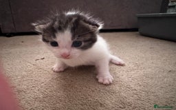 Domestic Shorthair cats for sale: Gorgeous boy and girl kittens  - Image 5