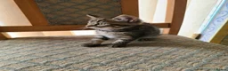 Mixed Breed cats for sale: 4 cute but shy kitten looking for new home - Advert 7