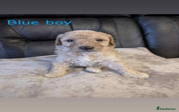 Labradoodle dogs for sale: HEALTH TESTED F1b Miniature labradoodle for SALE - Image 11