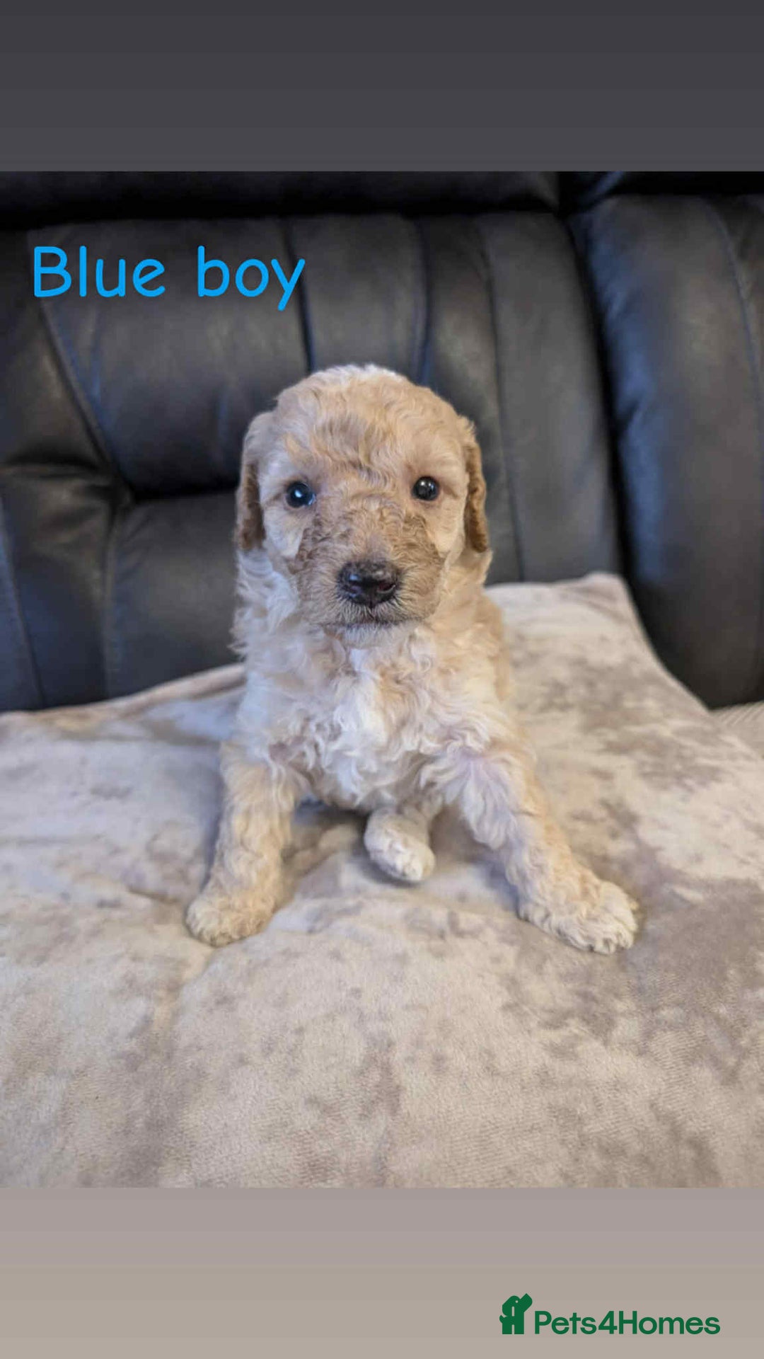 Labradoodle dogs for sale: HEALTH TESTED F1b Miniature labradoodle for SALE - Image 11