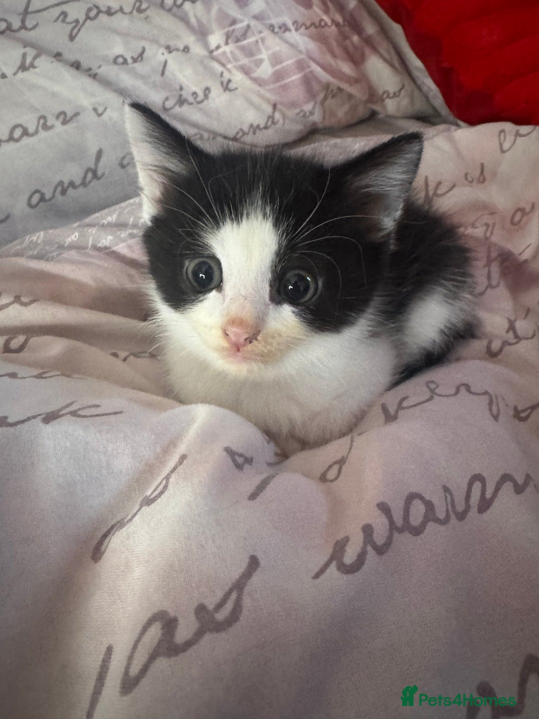 Mixed Breed cats for sale: Very loving and cuddly kitten - Advert 9