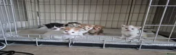 Mixed Breed cats for sale: Beautiful babies needing forever homes - Advert 4