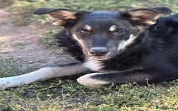 Mixed Breed dogs for adoption: GIZMO - a Lovely young boy for a Loving Home - Image 20