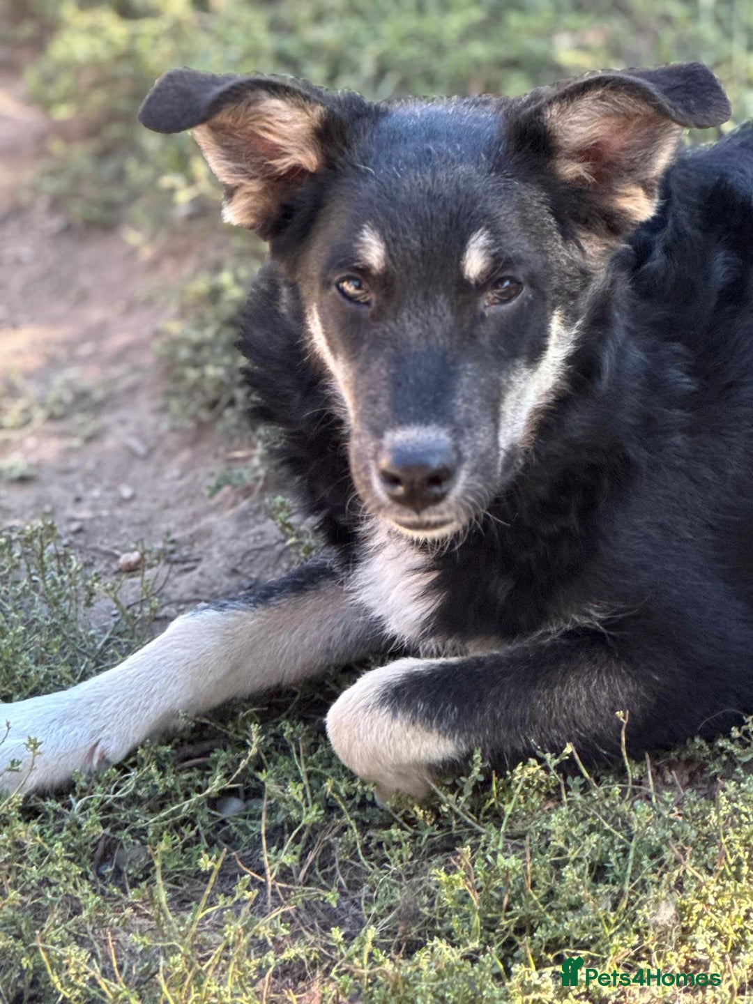 Mixed Breed dogs for adoption: GIZMO - a Lovely young boy for a Loving Home - Image 20