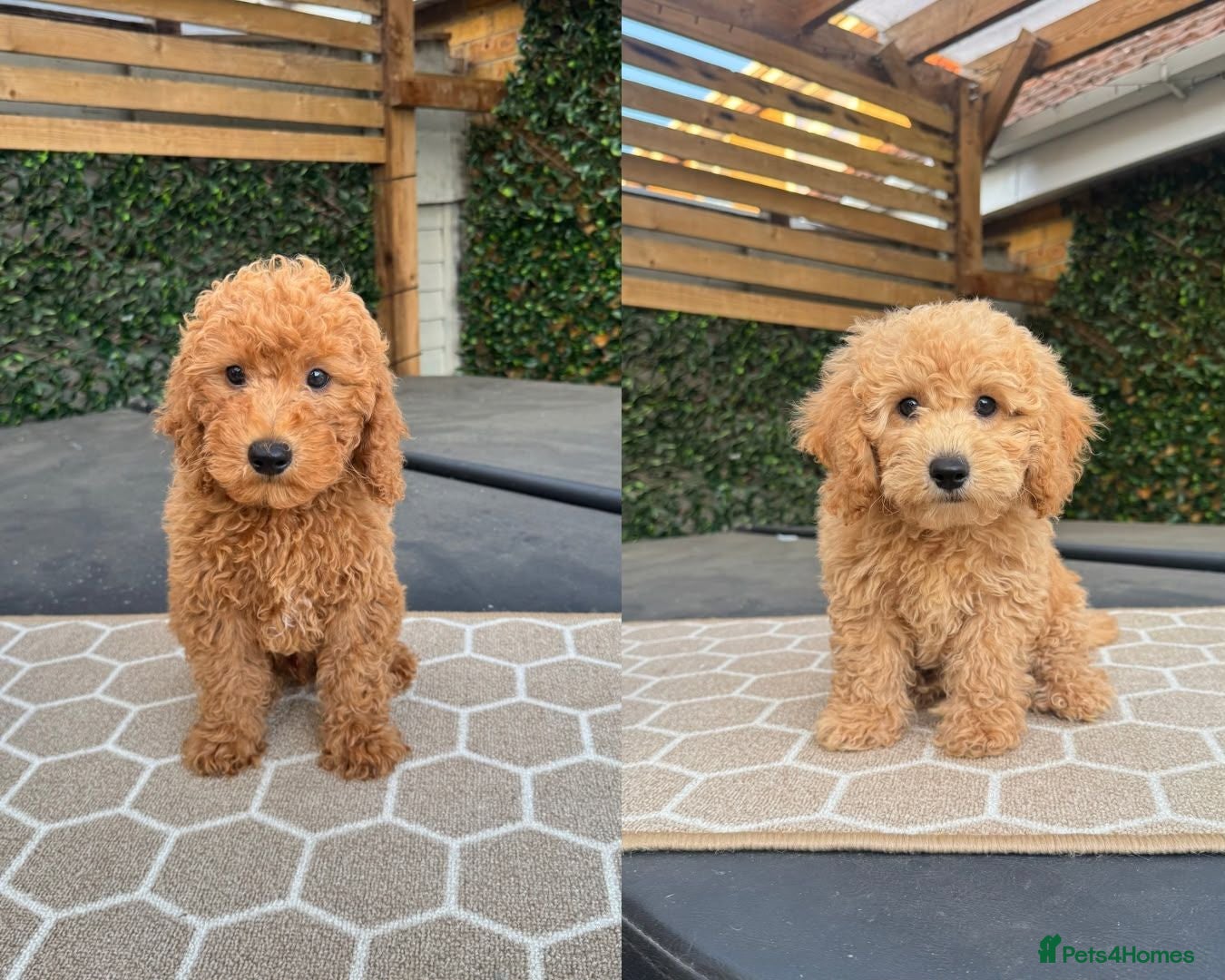 Poochon dogs READY NOW - DNA health tested Poochon Puppies 🐶  - Advert 2