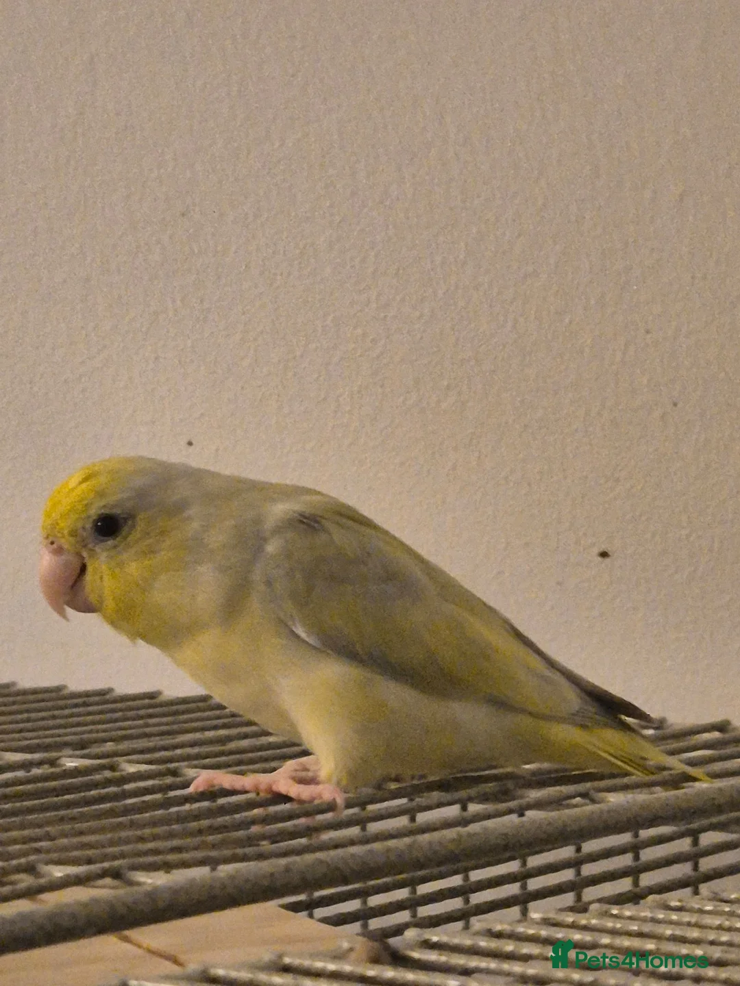 Mixed Breed birds for sale: Young American Yellow Black eyed Parrolet - Advert 2