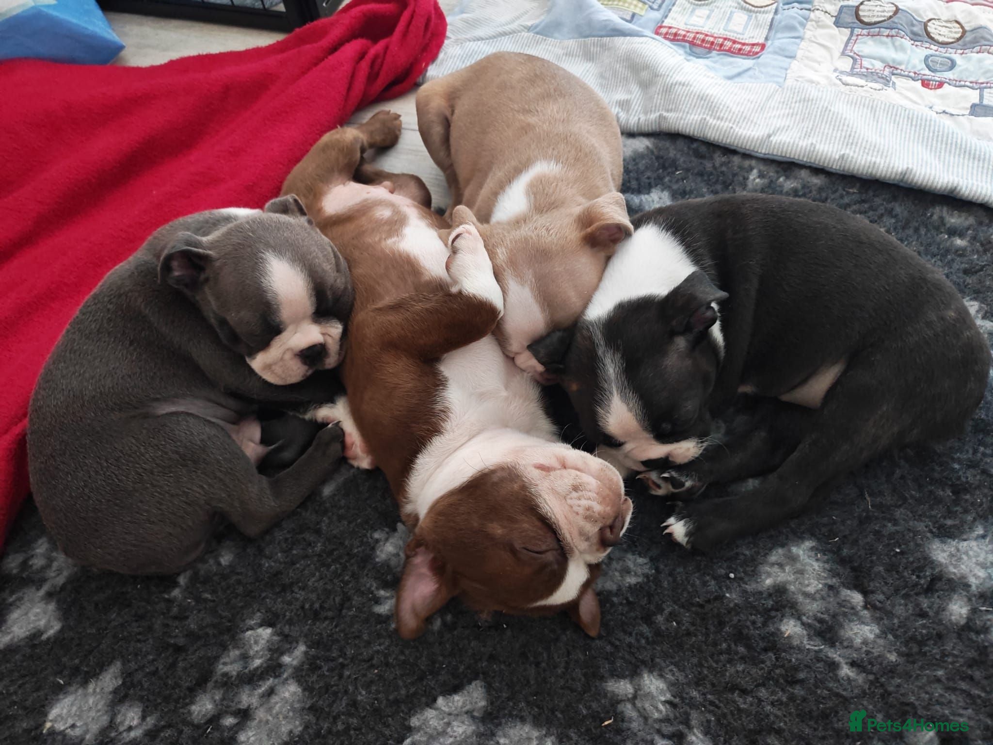 Boston Terrier dogs Handsome Boston Terrier looking for forever home   - Advert 2
