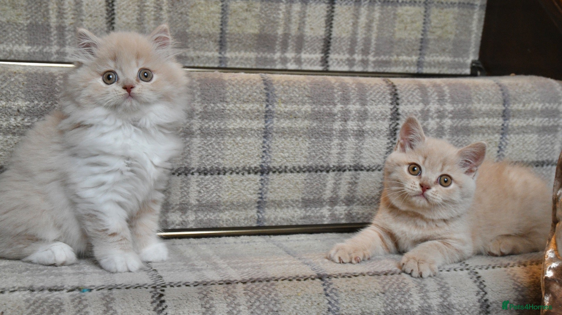 British Shorthair cats Stunning Cream British Shorthair girl - Advert 2