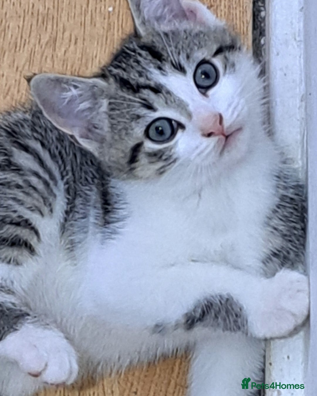 Bengal cats for sale: 3 Beautiful Kittens - Image 16