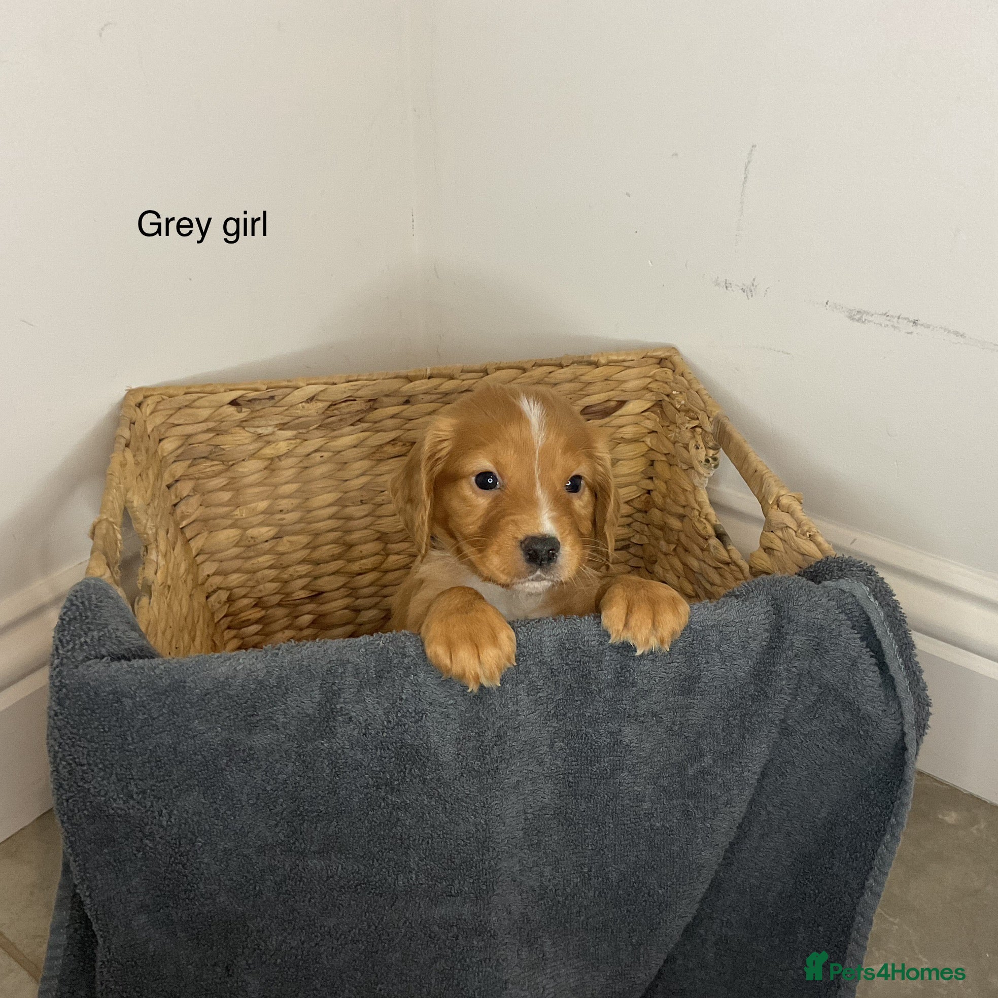 Cocker Spaniel dogs Hereditary clear working cocker spaniels - Advert 1