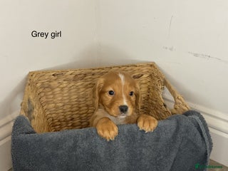 Cocker Spaniel dogs Hereditary clear working cocker spaniels - Advert 1