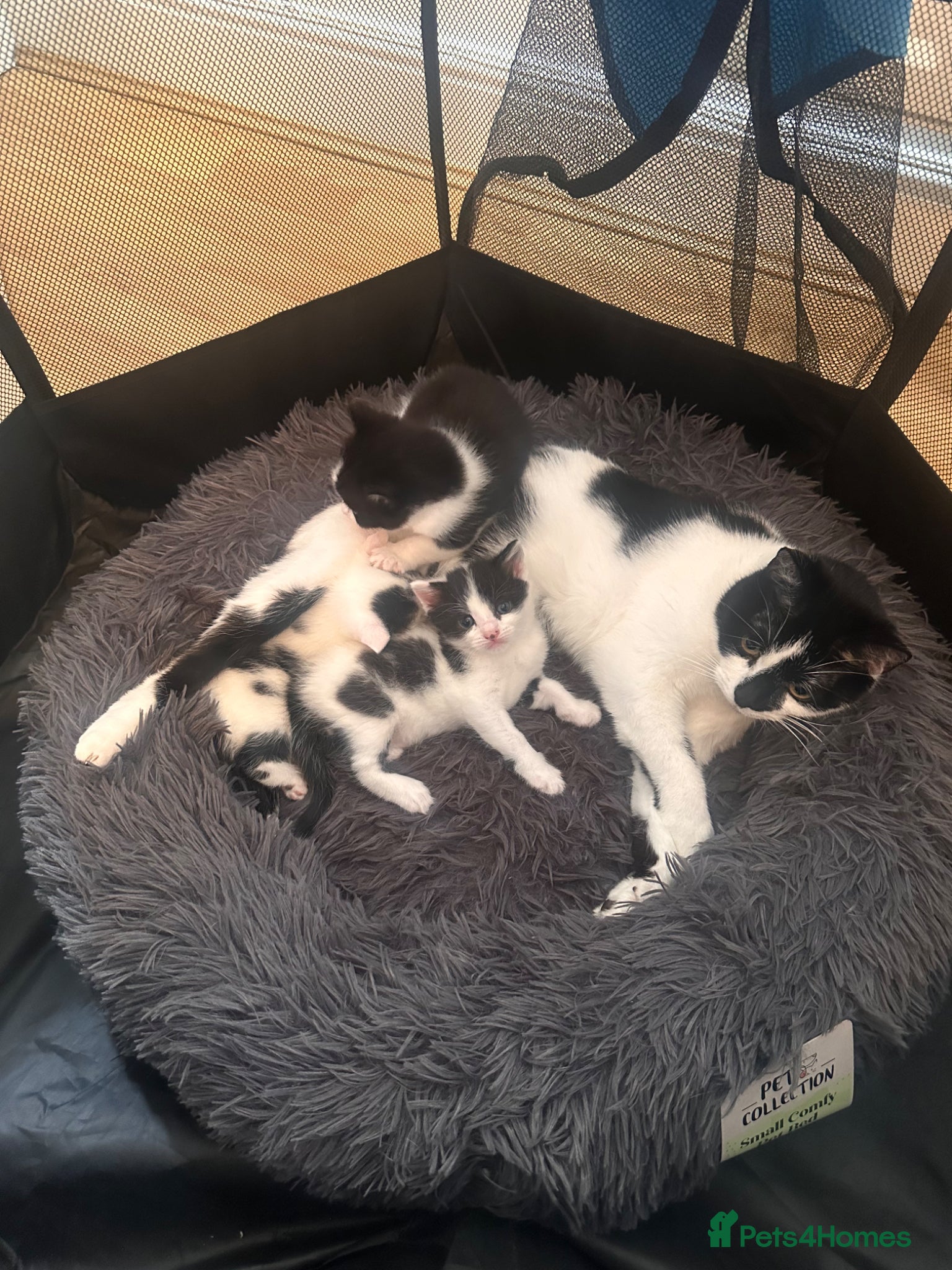 Domestic Shorthair cats Meet Our Three Adorable Kittens: - Advert 7