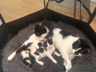 Domestic Shorthair cats Meet Our Three Adorable Kittens: - Advert 7