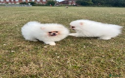 Pomeranian dogs for sale: Pure white Korean Pomeranian in Nottingham - Image 13