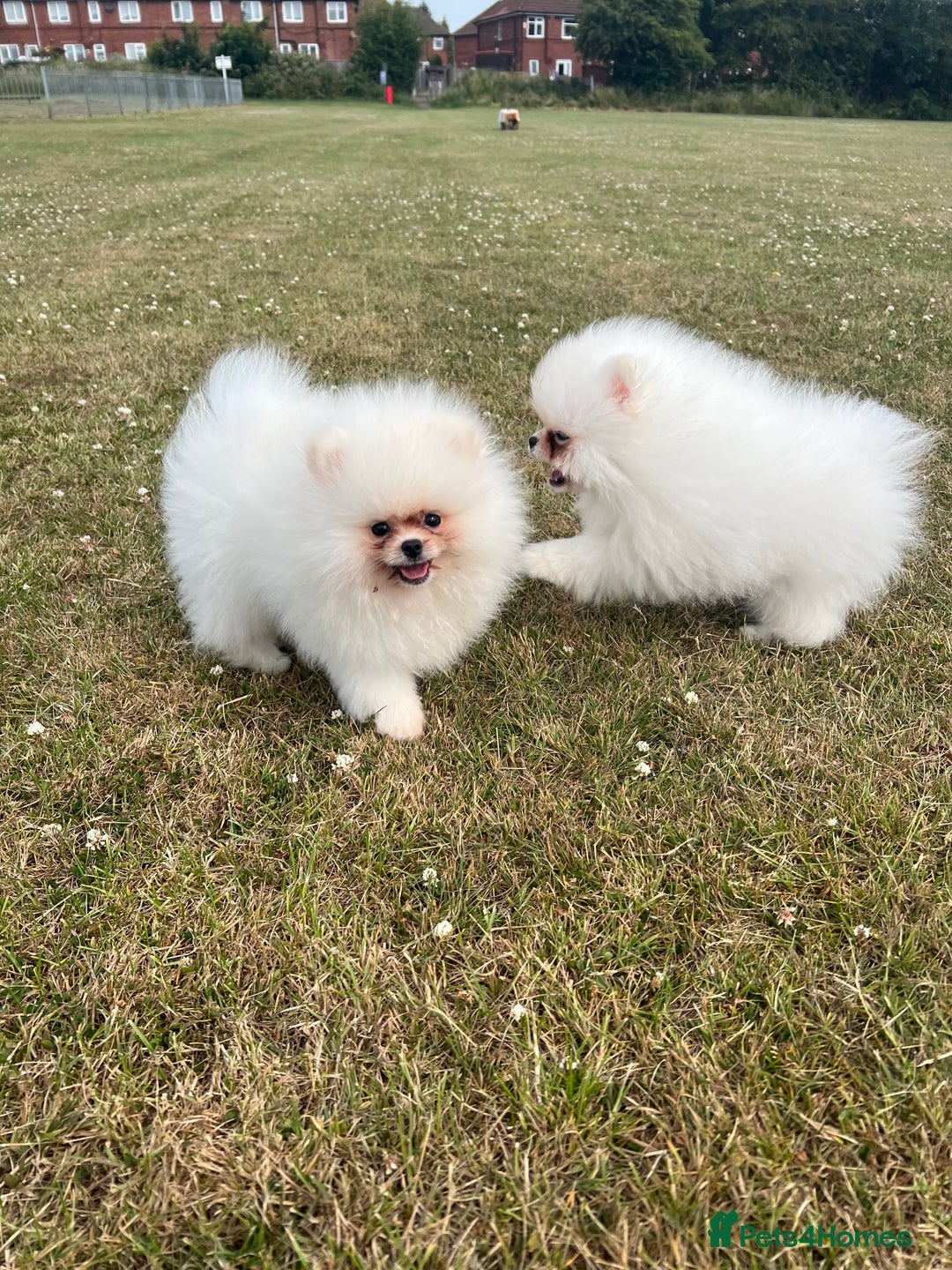 Pomeranian dogs for sale: Pure white Korean Pomeranian in Nottingham - Image 13