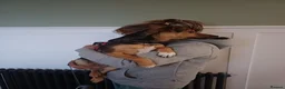 Mixed Breed dogs for adoption: 🐾🧡 ROCCO – A FRIENDLY BOY FULL OF CHARACTER 🧡🐾 - Advert 7