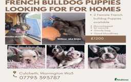 French Bulldog dogs for sale: 2 🟪 French bulldog mums carries fluffy‼️Ready now - Advert 35