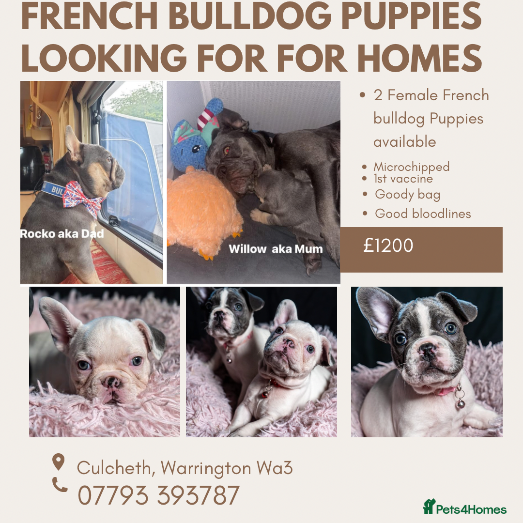 French Bulldog dogs for sale: 2 🟪 French bulldog mums carries fluffy‼️Ready now - Advert 35