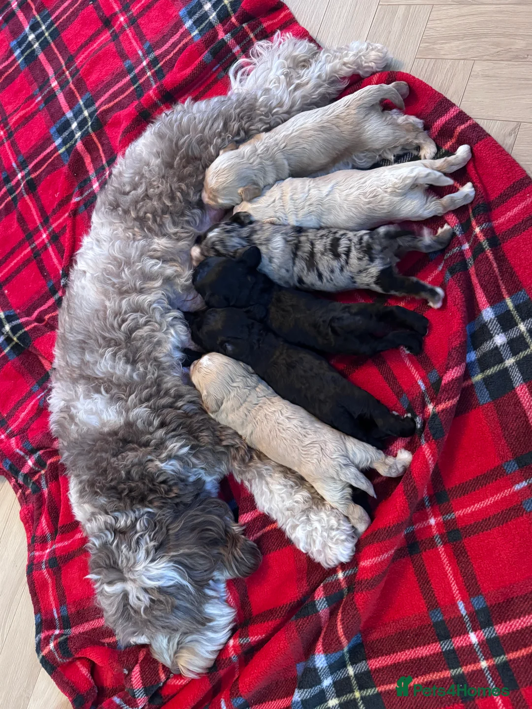 Cockapoo dogs for sale: Beautiful little of 6 cockapoo puppies - Advert 10