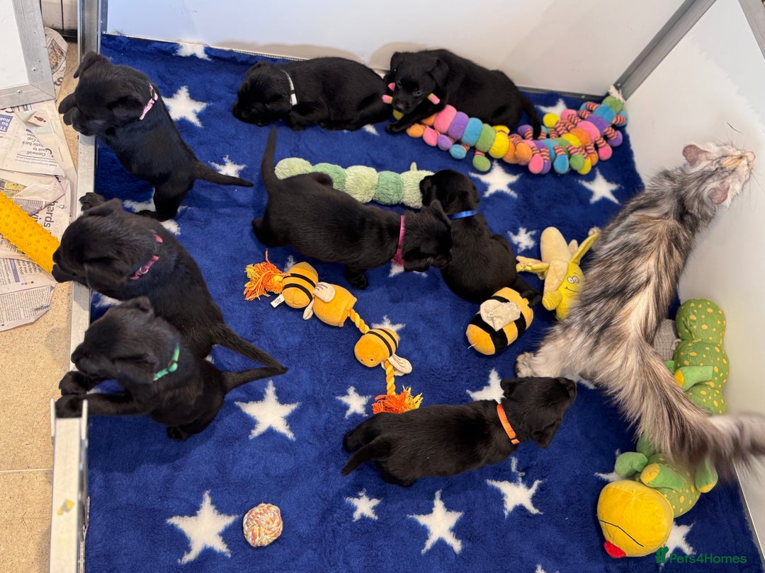 Labrador Retriever dogs for sale: Gorgeous KC Registered Labrador Retriever Puppies - Image 7