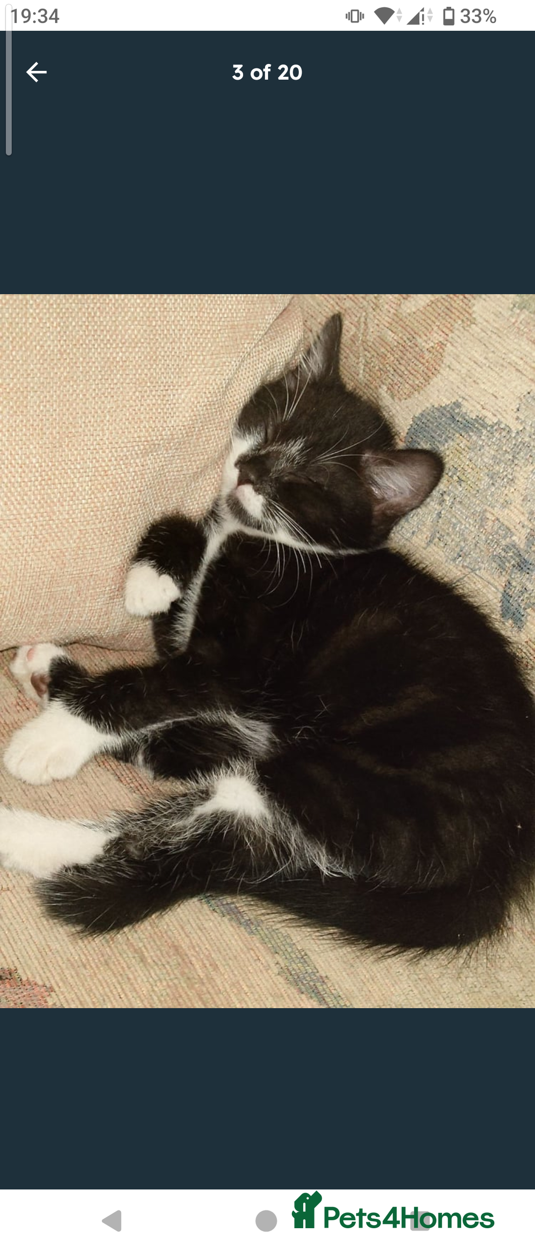 Domestic Shorthair cats for sale: Beautiful kittens ready for loving homes  - Image 5