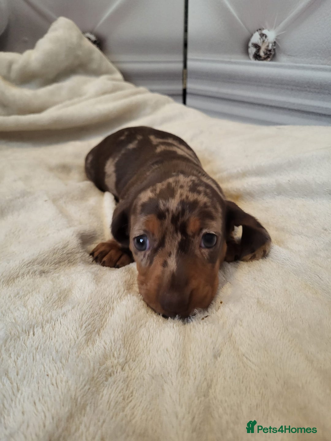 Dachshund dogs for sale: Dachshunds pups - Advert 8