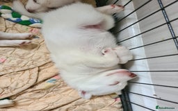 Siberian Husky dogs for sale: Husky puppies - Image 7