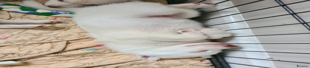 Siberian Husky Puppy 2