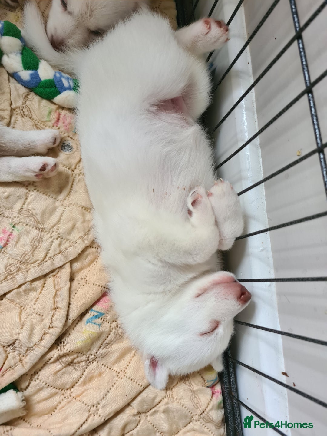 Siberian Husky dogs for sale: Husky puppies - Image 7