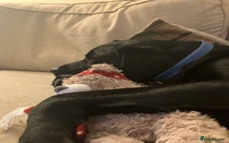 Labrador Retriever dogs for sale: KC Reg Pups, Excellent Pedigree, Ready This Week - Image 19