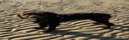 Cockapoo dogs for stud: Beautiful Chocolate F1 Cockapoo Stud 🐾 in Weston-super-Mare - Advert 5