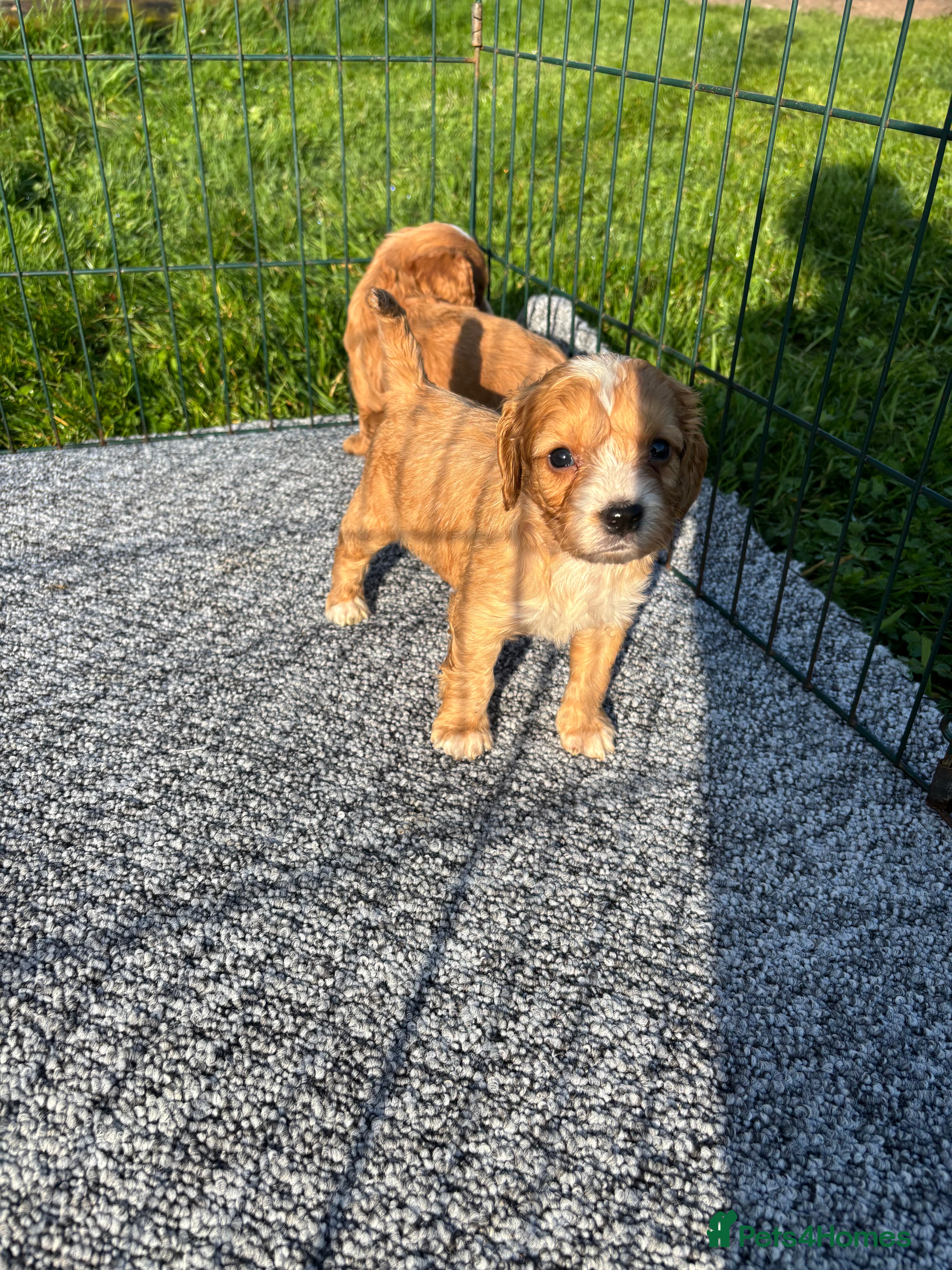 Cockapoo dogs Beautiful F1 cockapoo’s for sale - Advert 5