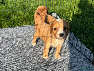 Cockapoo dogs Beautiful F1 cockapoo’s for sale - Advert 5