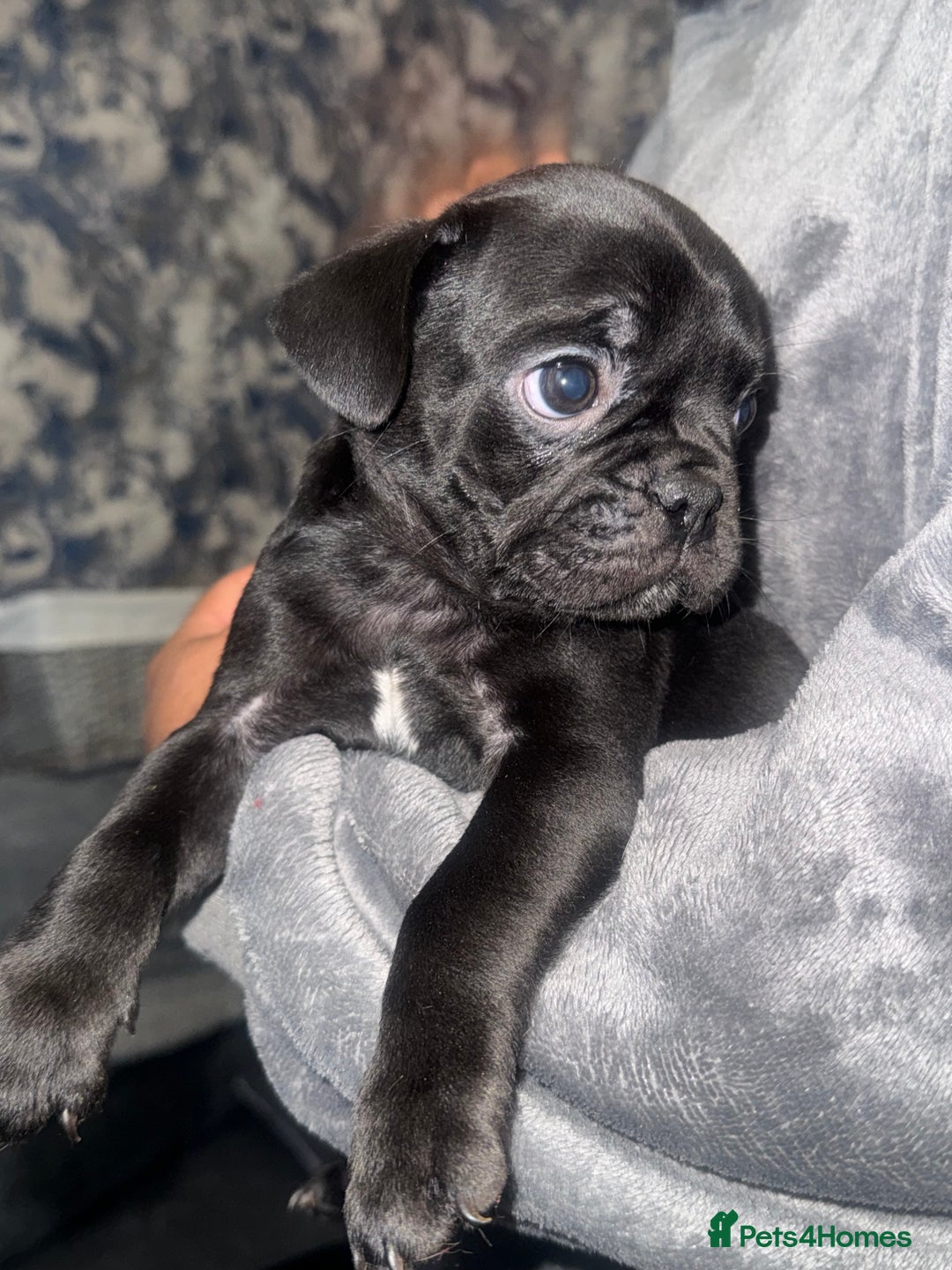 Frug dogs for sale: Black and Merle frugs. - Advert 8