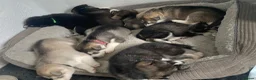 Siberian Husky dogs for sale: Stunning Siberian Huskies  in Sheffield - Advert 29