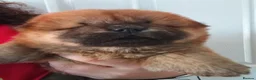 Chow Chow dogs for sale: Chow Chow puppies for sale - Advert 7