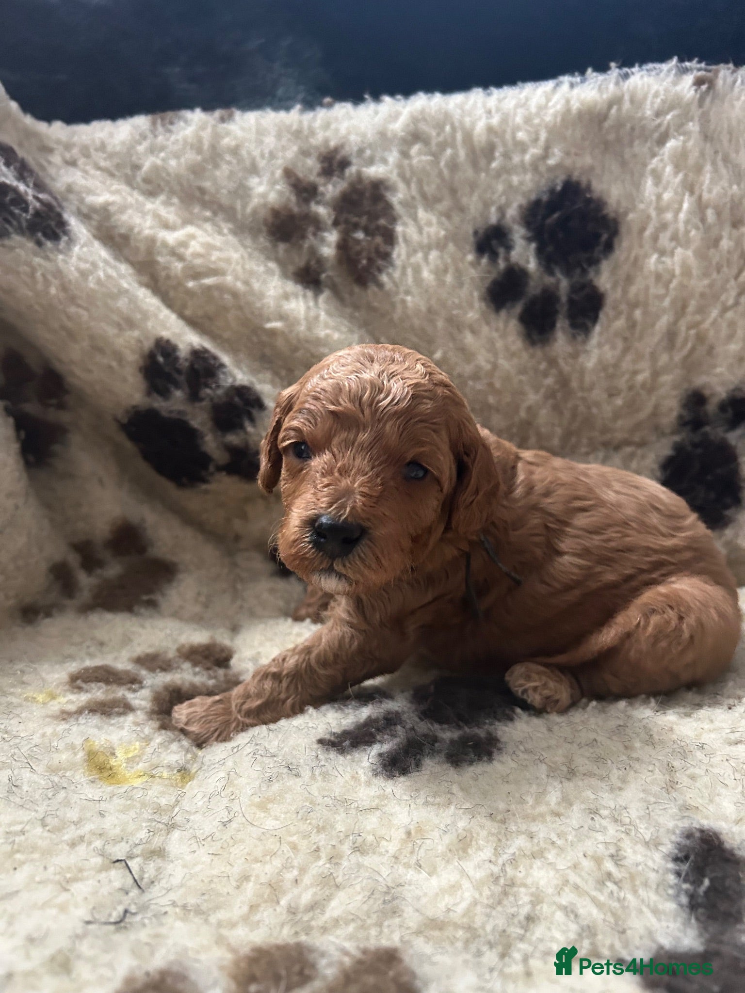 Miniature Poodle dogs Stunning miniature poodle for sale!!! KC reg. - Advert 16