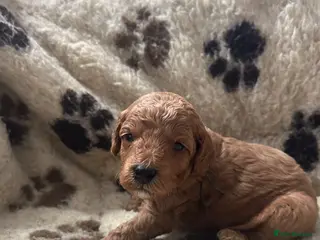 Miniature Poodle dogs Stunning miniature poodle for sale!!! KC reg. - Advert 16