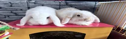 Mini Lop rabbits for sale: 2 Male BONDED Mini Lop Rabbits in Manchester - Advert 1