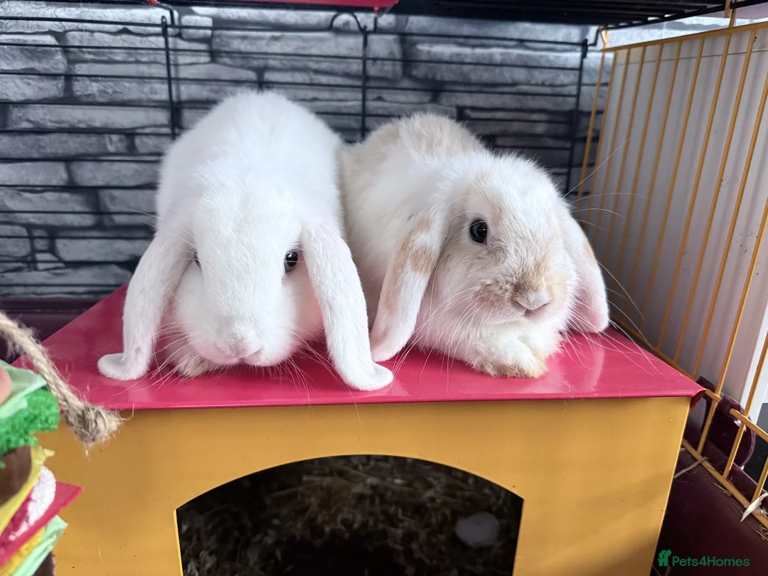 Mini Lop rabbits for sale: 2 Male BONDED Mini Lop Rabbits in Manchester - Advert 1