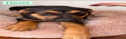 Mixed Breed dogs for sale:  Stunning Rottweiler × German Shepherd Puppies - Advert 17