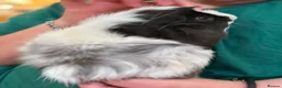 Guinea Pig rodents for sale: Trio of male Guinea Pigs & full setup! in Cirencester - Advert 2